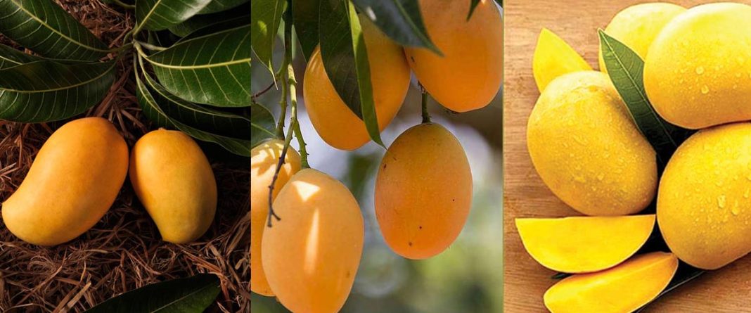 10 Health Benefits of Mango